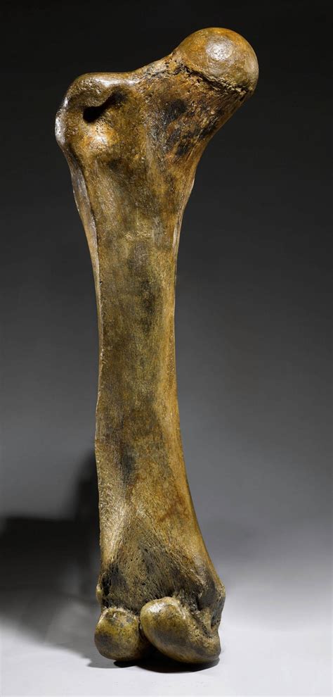 woolly mammoth femur bone for sale